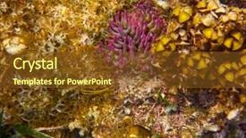  Presentation with maya - Beautiful PPT theme featuring mesoamerican barrier great mayan reef backdrop and a tawny brown colored foreground