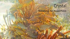  Presentation with maya - Beautiful presentation theme featuring mesoamerican barrier great mayan reef backdrop and a yellow colored foreground