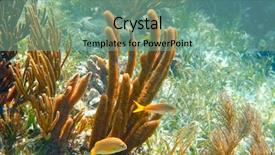  Presentation with maya - PPT theme featuring mesoamerican barrier great mayan reef background and a seafoam green colored foreground