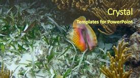  Presentation with sea shell - Cool new presentation with mesoamerican barrier great mayan reef backdrop and a tawny brown colored foreground