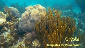  Presentation with mesoamerica - Beautiful presentation theme featuring mesoamerican barrier great mayan reef backdrop and a tawny brown colored foreground