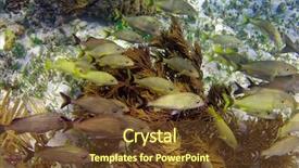  Presentation with maya - Beautiful theme featuring mesoamerican barrier great mayan reef backdrop and a tawny brown colored foreground