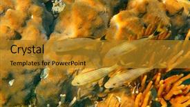  Presentation with maya - Theme having mesoamerican barrier great mayan reef background and a gold colored foreground