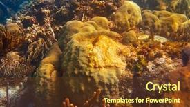  Presentation with maya - Presentation design consisting of mesoamerican barrier great mayan reef background and a tawny brown colored foreground