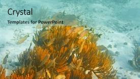  Presentation with maya - Theme having mesoamerican barrier great mayan reef background and a light blue colored foreground