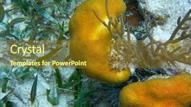  Presentation with mesoamerica - Amazing slide deck having mesoamerican barrier great mayan reef backdrop and a tawny brown colored foreground