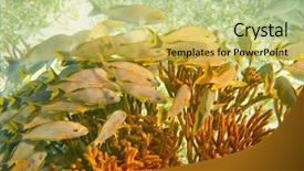  Presentation with maya - Beautiful presentation featuring mesoamerican barrier great mayan reef backdrop and a yellow colored foreground