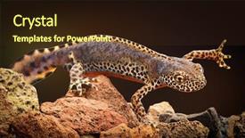  Presentation with aquatic - PPT layouts featuring mesotriton alpestris european aquatic salamander background and a wine colored foreground