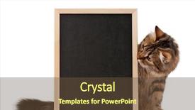  Presentation with blackboard - Cool new theme with message board - pretty young cat backdrop and a tawny brown colored foreground