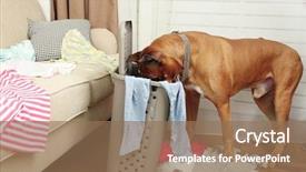  Presentation with human and dog paw print - Beautiful slide deck featuring dog demolishes clothes in messy backdrop and a coral colored foreground