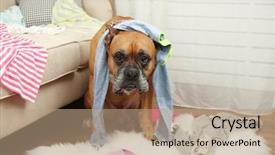  Presentation with messy - Audience pleasing presentation theme consisting of dog demolishes clothes in messy backdrop and a coral colored foreground