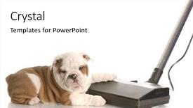  Presentation with english tenses - Theme consisting of messy dog - english bulldog laying background and a white colored foreground