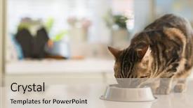  Presentation with domestic animal - Cool new PPT theme with metal bowl cute domestic animal backdrop and a soft green colored foreground