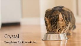  Presentation with domestic animal - Colorful PPT theme enhanced with metal bowl cute domestic animal backdrop and a coral colored foreground