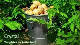  Presentation with potato crop - Presentation design having metal bucket over potato plantation background and a tawny brown colored foreground