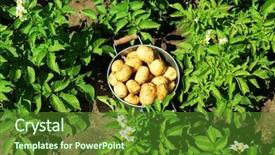  Presentation with potato crop - Cool new PPT layouts with metal bucket over potato plantation backdrop and a  colored foreground