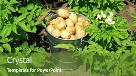  Presentation with biomedical new - Slide deck enhanced with metal bucket over potato plantation background and a tawny brown colored foreground