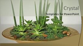  Presentation with succulents - Theme having metal plate with different succulents on light background background and a mint green colored foreground