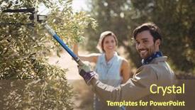  Presentation with mount of olives - PPT layouts consisting of metallic bonding - portrait of man plucking olives background and a violet colored foreground