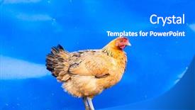  Presentation with hen - Slide deck enhanced with metallic free - hen against blue metal wall background and a gray colored foreground