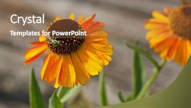  Presentation with bee - Presentation design enhanced with metallic green bee on orange cone flower with blurred background background and a coral colored foreground