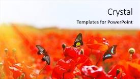  Presentation with beautiful flowers border floral design - Colorful presentation design enhanced with metamorfhosis - beautiful butterflies on poppy flowers backdrop and a sky blue colored foreground