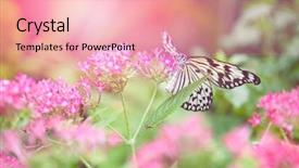  Presentation with pink flowers - Audience pleasing theme consisting of metamorfhosis - beautiful paper kite butterfly tree backdrop and a coral colored foreground