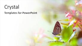  Presentation with butterfly - Audience pleasing slides consisting of metamorfhosis - closeup of common butterfly standing backdrop and a white colored foreground