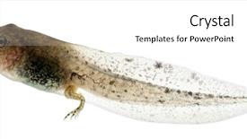  Presentation with tadpole - Cool new PPT theme with metamorfhosis - common frog rana temporaria tadpole backdrop and a white colored foreground
