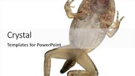  Presentation with common cold cough - Presentation design consisting of metamorfhosis - common frog rana temporaria young background and a white colored foreground