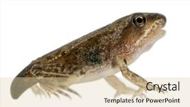  Presentation with frog - Slides having metamorfhosis - common frog rana temporaria young background and a lemonade colored foreground