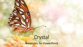  Presentation with orange butterfly - Slide deck with metamorfhosis - dreamy image of a gulf background and a blonde colored foreground