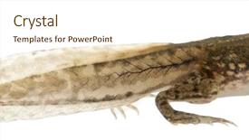  Presentation with frog - Cool new PPT layouts with metamorfhosis - edible frog rana esculenta backdrop and a cream colored foreground