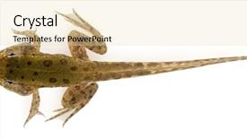  Presentation with manihot esculenta - Amazing PPT theme having metamorfhosis - edible frog rana esculenta backdrop and a lemonade colored foreground