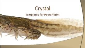  Presentation with frog - Colorful slide set enhanced with metamorfhosis - edible frog rana esculenta backdrop and a cream colored foreground