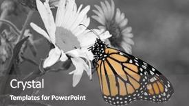  Presentation with monarch butterfly - Colorful presentation design enhanced with metamorfhosis - male monarch butterfly in summer backdrop and a gray colored foreground