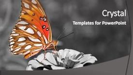  Presentation with butterfly - Beautiful presentation design featuring metamorfhosis - ventral view of a gulf backdrop and a dark gray colored foreground