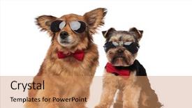  Presentation with super hero dog red - Cool new presentation theme with metis and yorkhire terrier wearing backdrop and a coral colored foreground