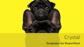  Presentation with cat dog - Slide deck featuring metis-cat-on-top background and a  colored foreground