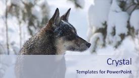 Presentation with winter forest - Colorful PPT layouts enhanced with metis-dog-in-the-winter backdrop and a lemonade colored foreground