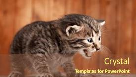  Presentation with kitten - PPT theme consisting of mewing-kitten-on-background background and a tawny brown colored foreground