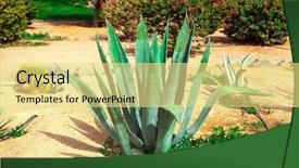  Presentation with tequila - Presentation design with mexican desert - blue agave for tequila background and a blonde colored foreground