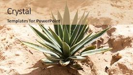  Presentation with tequila - Colorful presentation theme enhanced with mexican desert - blue agave for tequila backdrop and a coral colored foreground