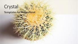  Presentation with cactus - Cool new slide set with mexican desert - cactus top view on white backdrop and a blonde colored foreground