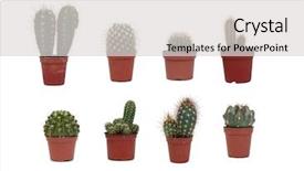  Presentation with eight - PPT layouts with mexican desert - eight different cactus isolated background and a light gray colored foreground