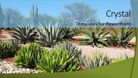  Presentation with succulents - Cool new presentation with mexican desert - garden of cacti agaves backdrop and a light blue colored foreground