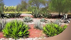  Presentation with north america - Presentation design consisting of mexican desert - garden of cacti agaves background and a tawny brown colored foreground