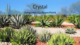  Presentation with north america - Amazing presentation theme having mexican desert - garden of cacti agaves backdrop and a light blue colored foreground