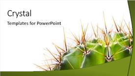  Presentation with green offices - Audience pleasing PPT theme consisting of mexican desert - green cactus macro shot backdrop and a white colored foreground