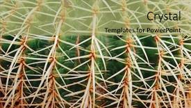  Presentation with cactus - Audience pleasing presentation consisting of mexican desert - huge cactus background closeup view backdrop and a mint green colored foreground